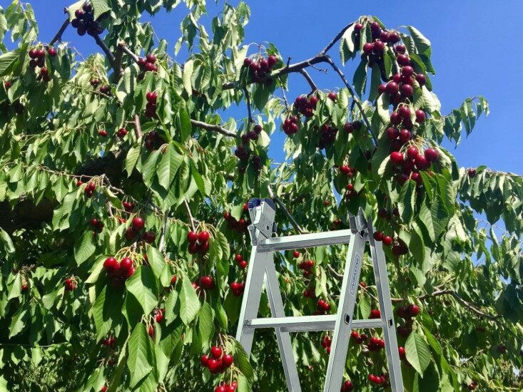 Ladder for picking fruit - which is better?